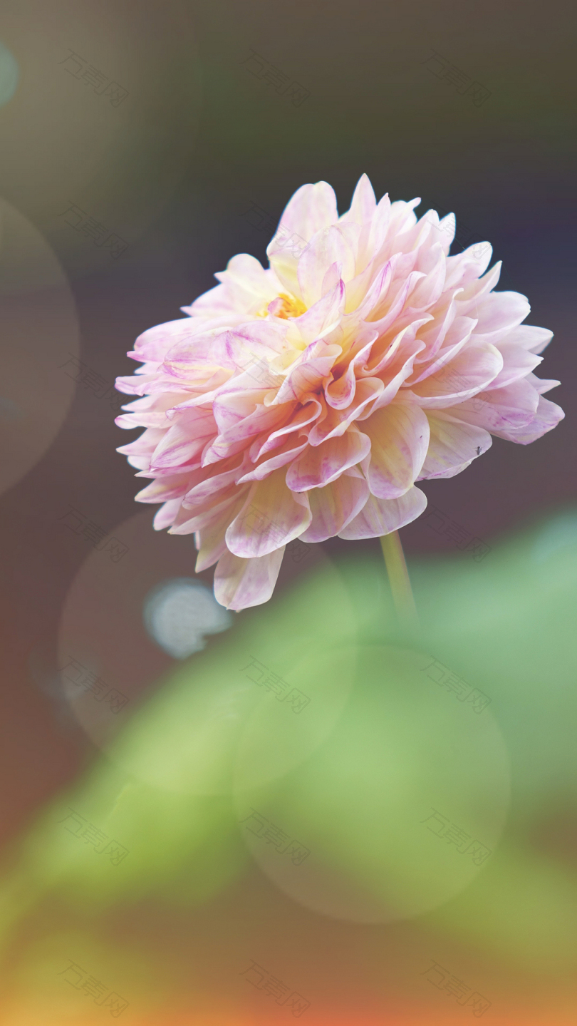 粉红花的宏观照相