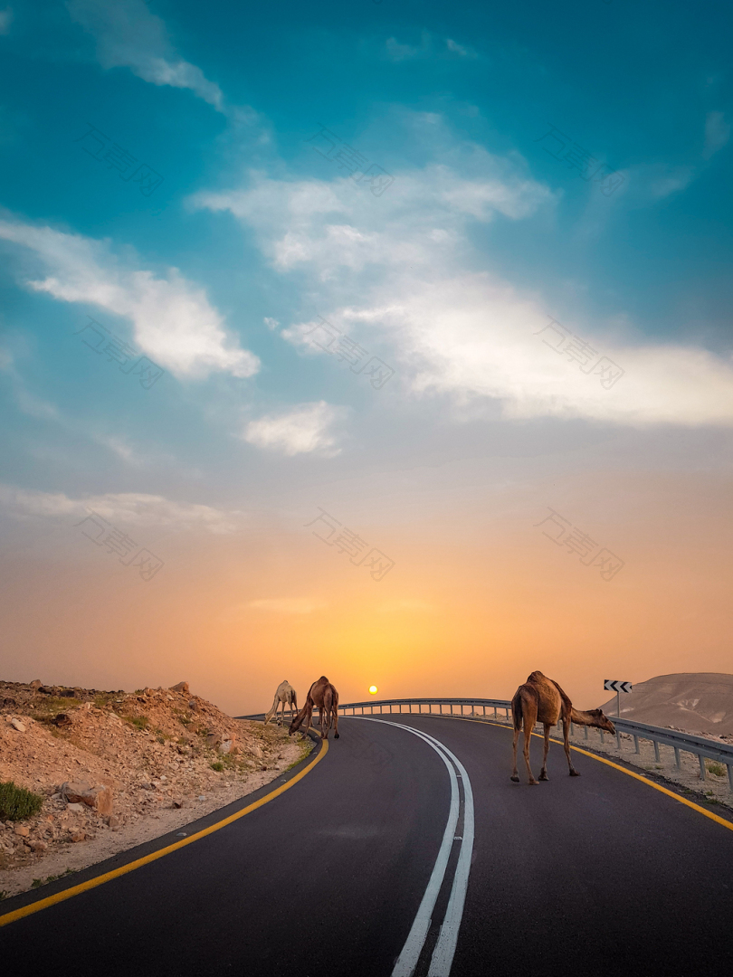 骆驼走在路上