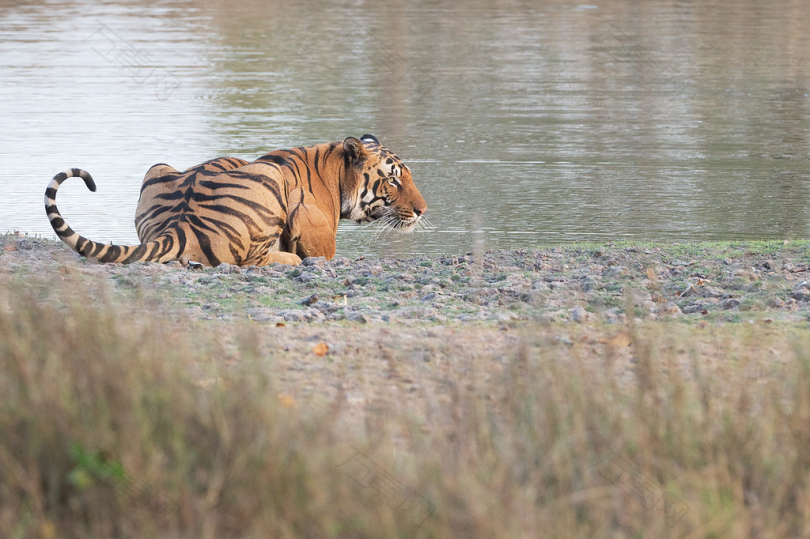 老虎靠水近身体