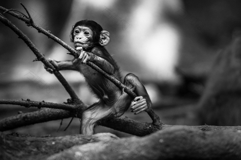 猴抱树枝