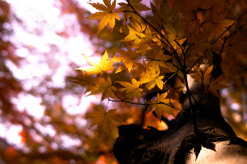 褐枫叶树的选择性聚焦摄影