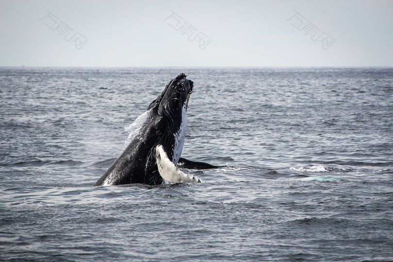 座头鲸在海上跳跃