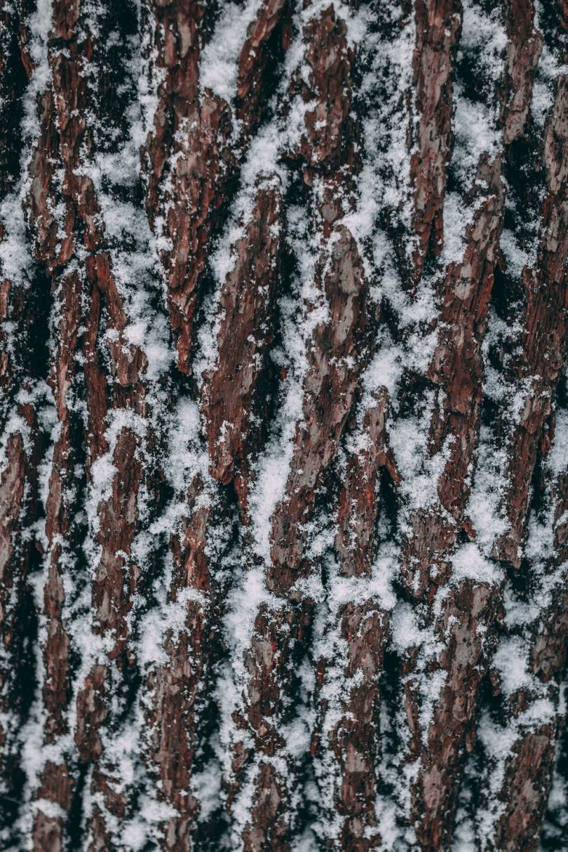 冻上的松树纹理