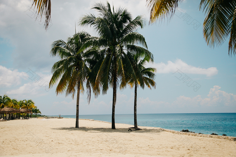 白天在水附近的褐色沙地上有三棵椰子树