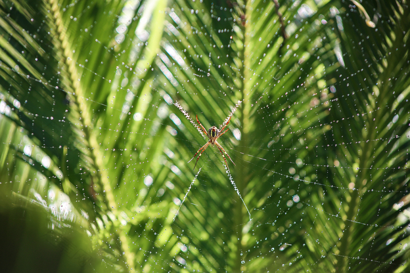 褐蜘蛛的选择性聚焦摄影