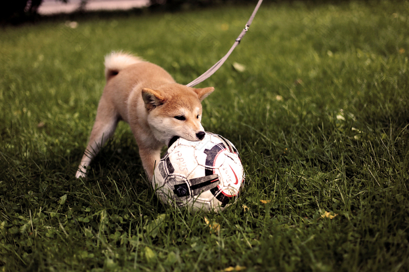 白天在草地上踢足球的短涂棕狗