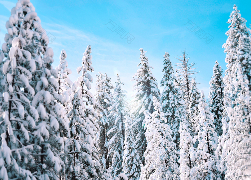 白天积雪的树木