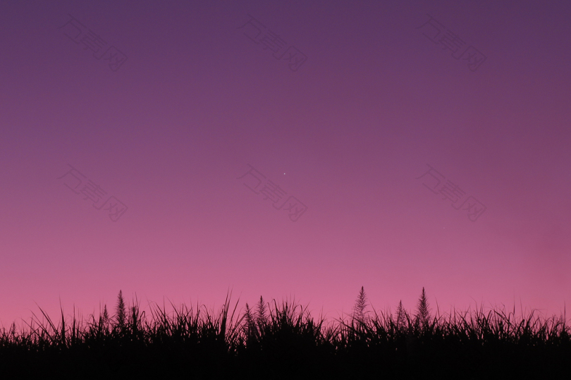 紫色天空下的草影