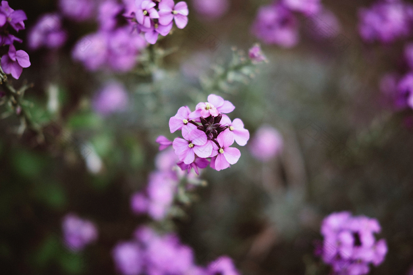 紫色花的选择性聚焦