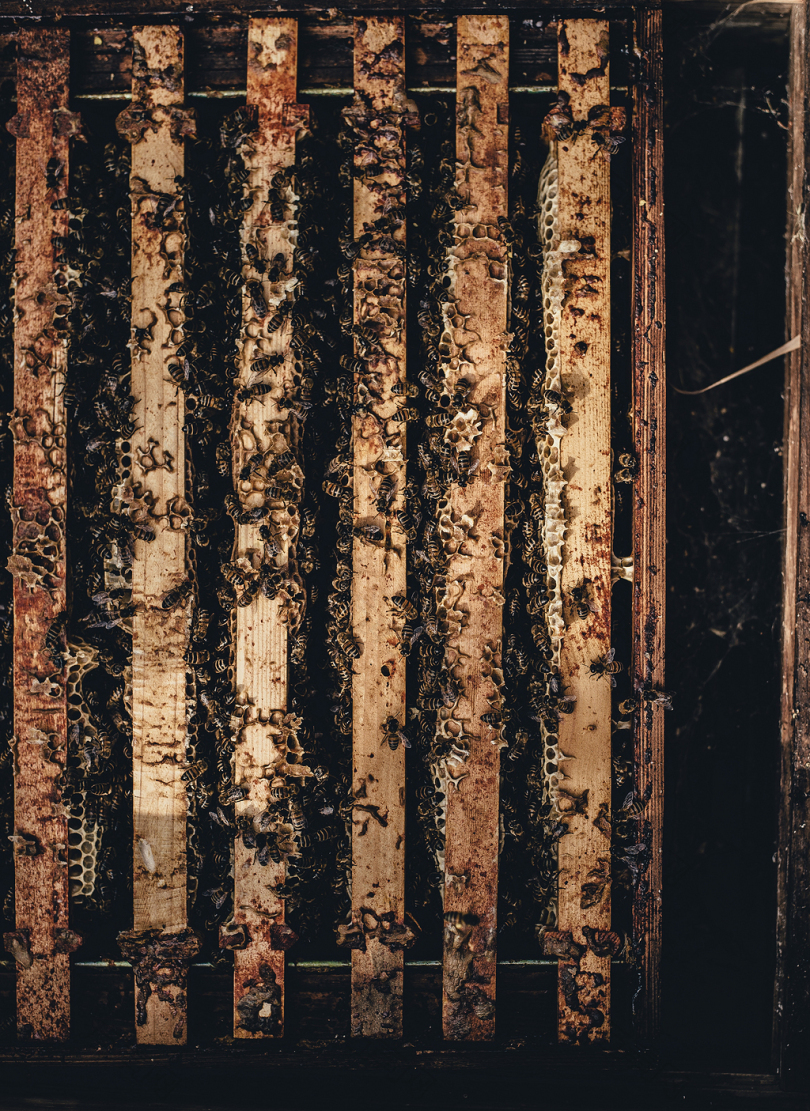 蜜蜂在木笼里