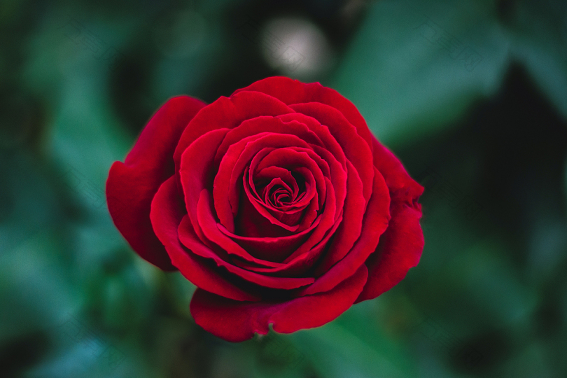 红玫瑰的浅聚焦摄影