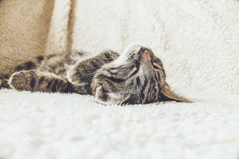 棕色的斑猫躺在白色的纺织品上
