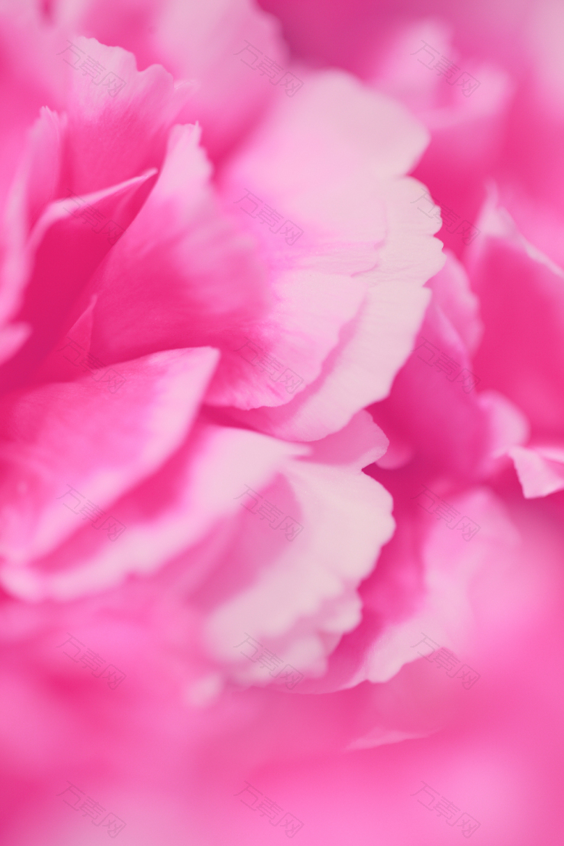 花瓣花朵粉红色短发模糊白色周年纪念婚礼生日花束情人节爱情母亲节日子光线香味感官感觉