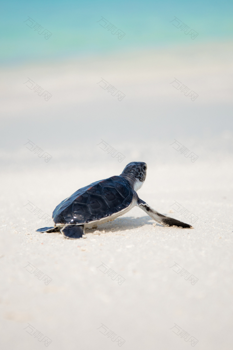 沙滩上的乌龟