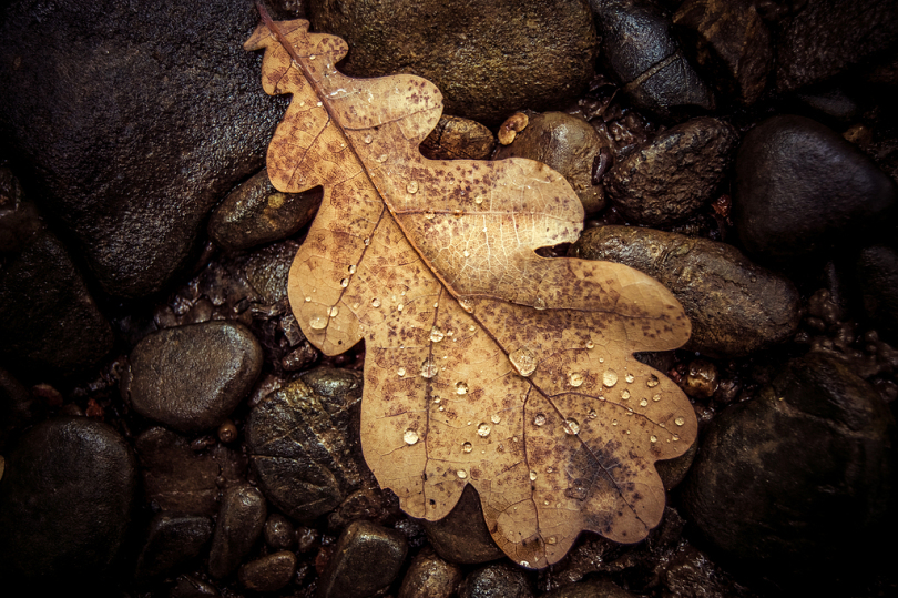 棕色石头上的褐色叶子