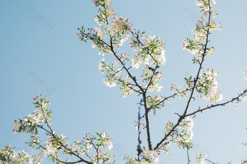 绽放的白色花瓣的低角度照片