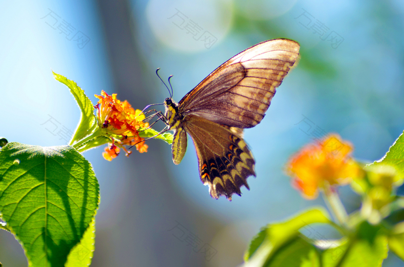 棕色蝴蝶栖息在橙花瓣上