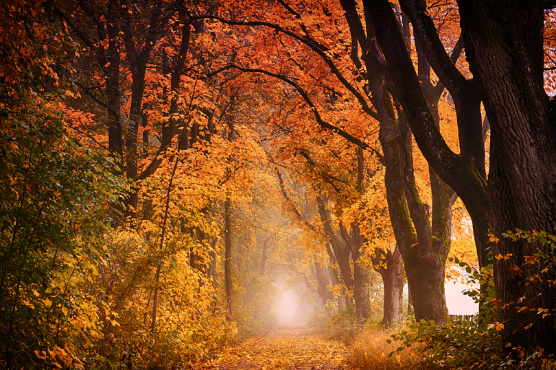 秋季泛黄的森林落叶