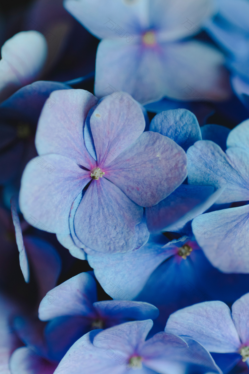 白色和紫色花瓣的特写照片
