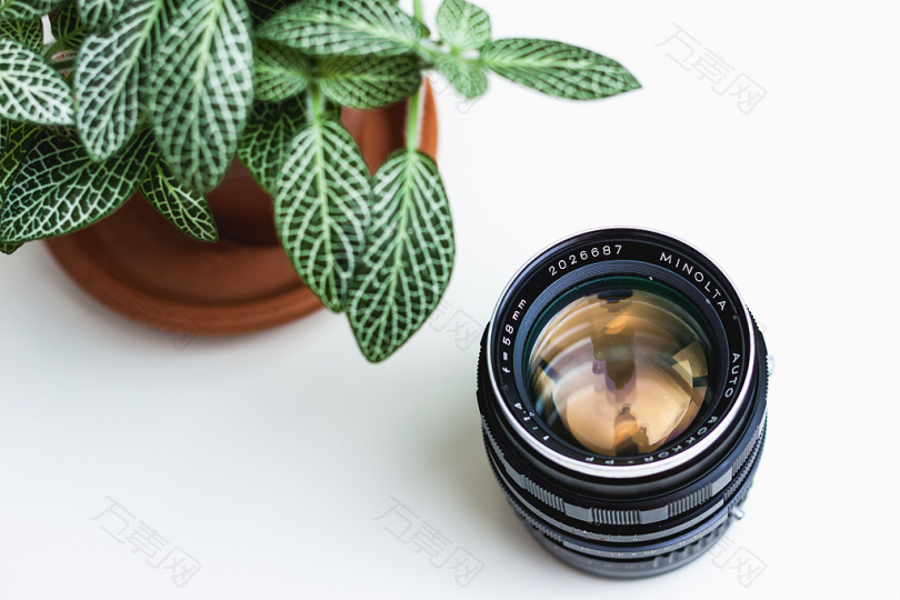 盆栽绿叶植物旁的黑色相机镜头