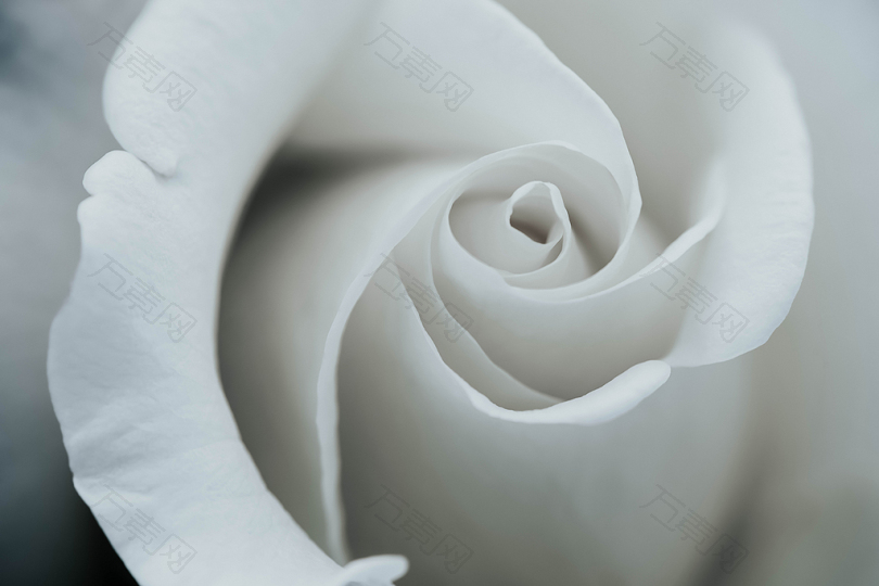 白色玫瑰花瓣