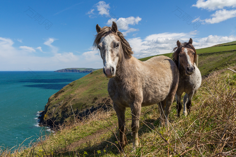 两匹马站在海边的山崖上