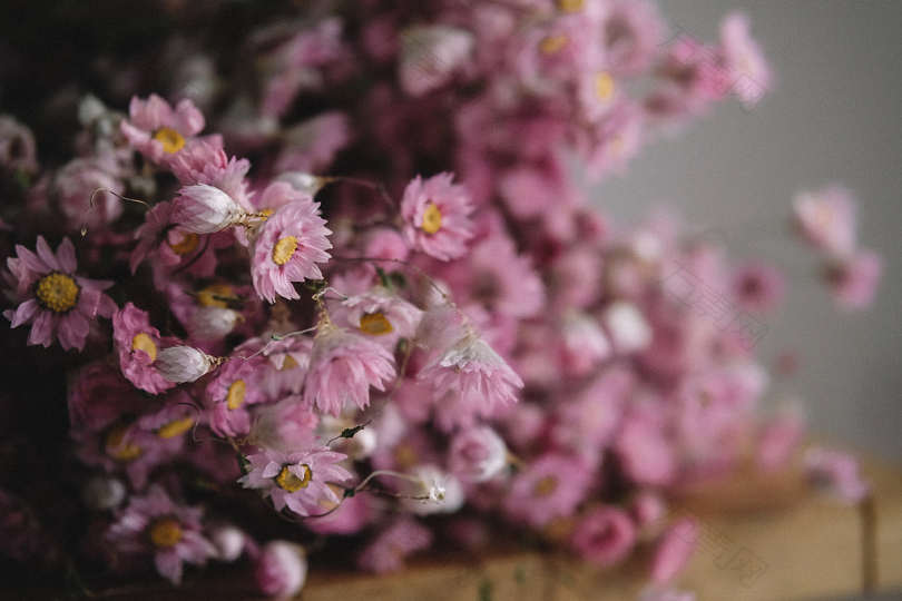 粉红色花瓣的选择性聚焦摄影
