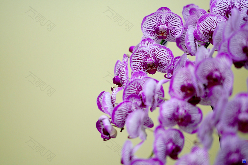 紫兰花的浅聚焦摄影