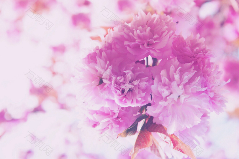 粉红瓣花