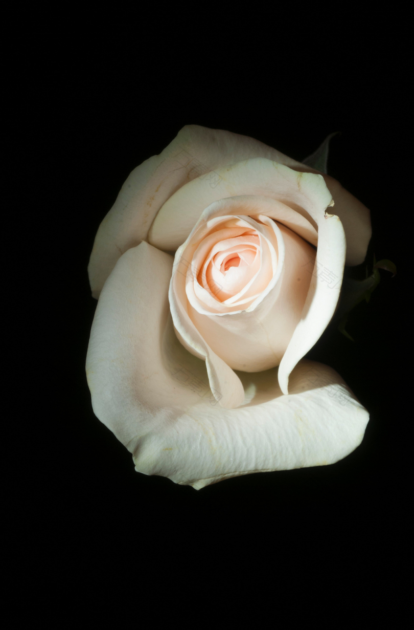 白玫瑰特写照片
