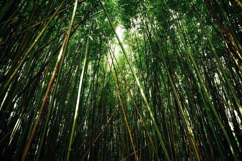 虫竹摄影中的日本竹子