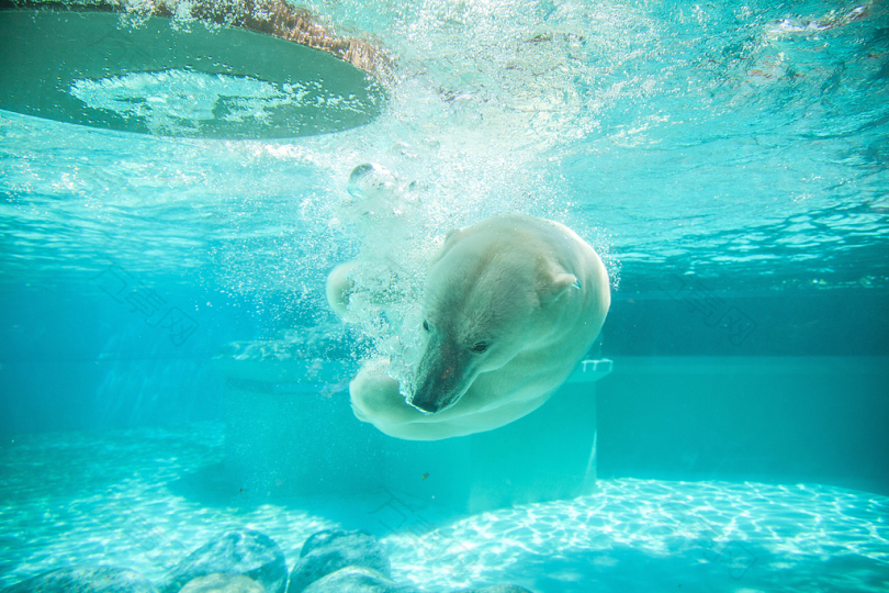 北极熊在水上摄影