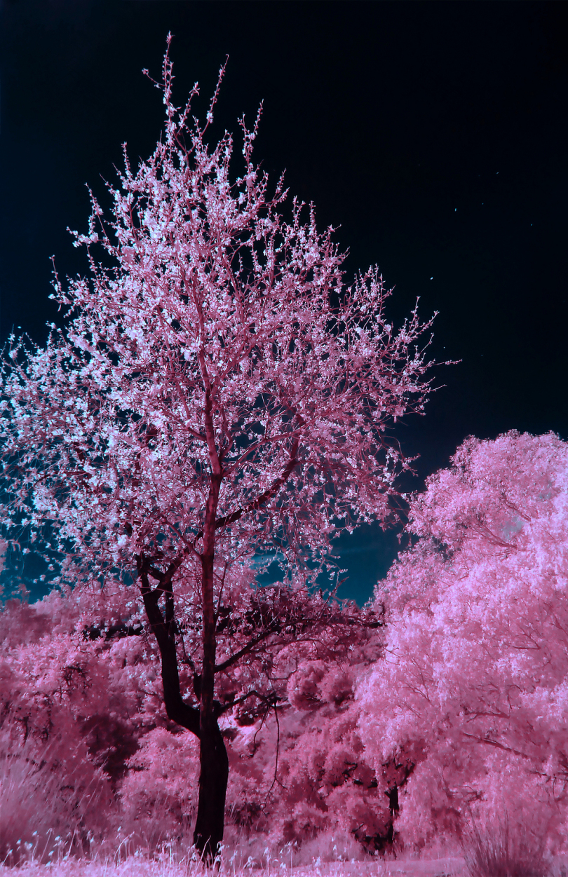 夜间粉红色和棕色樱花树