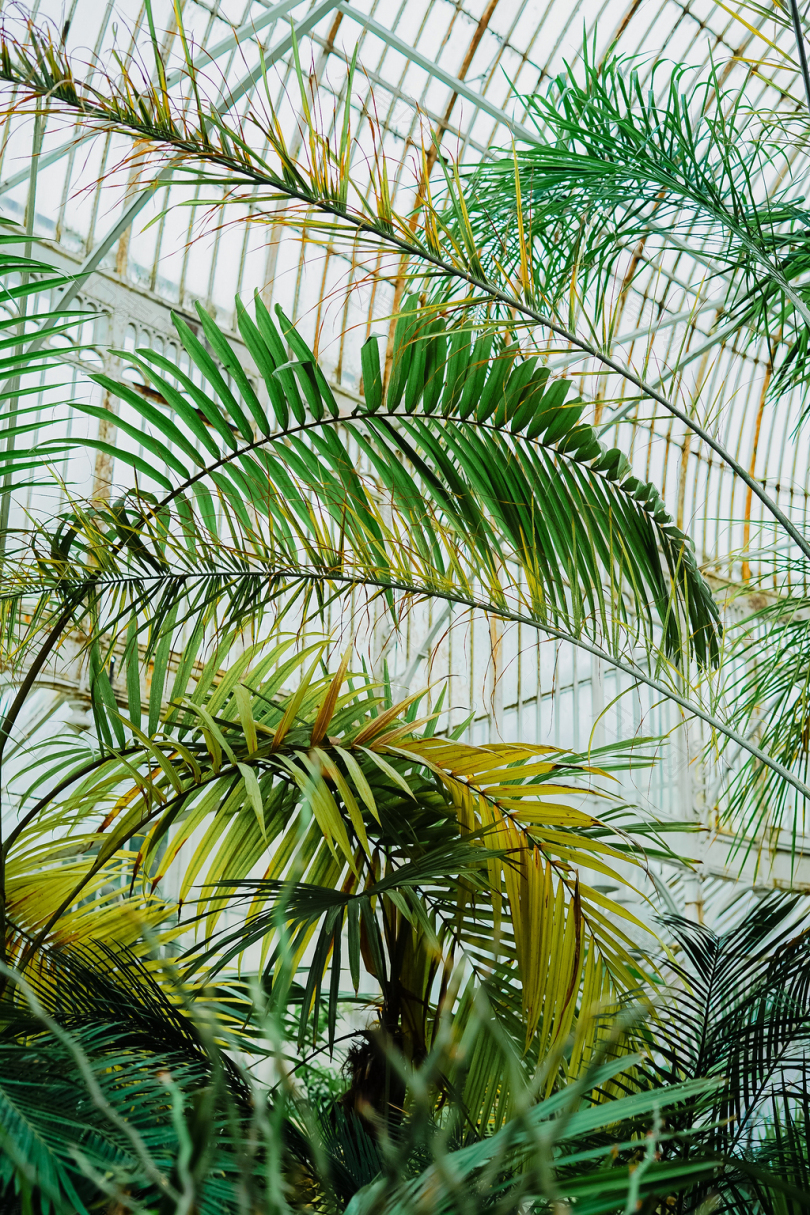 绿棕榈植物图片