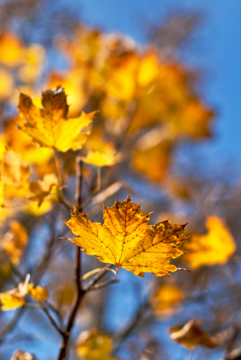 选择性聚焦摄影中的黄叶枫树