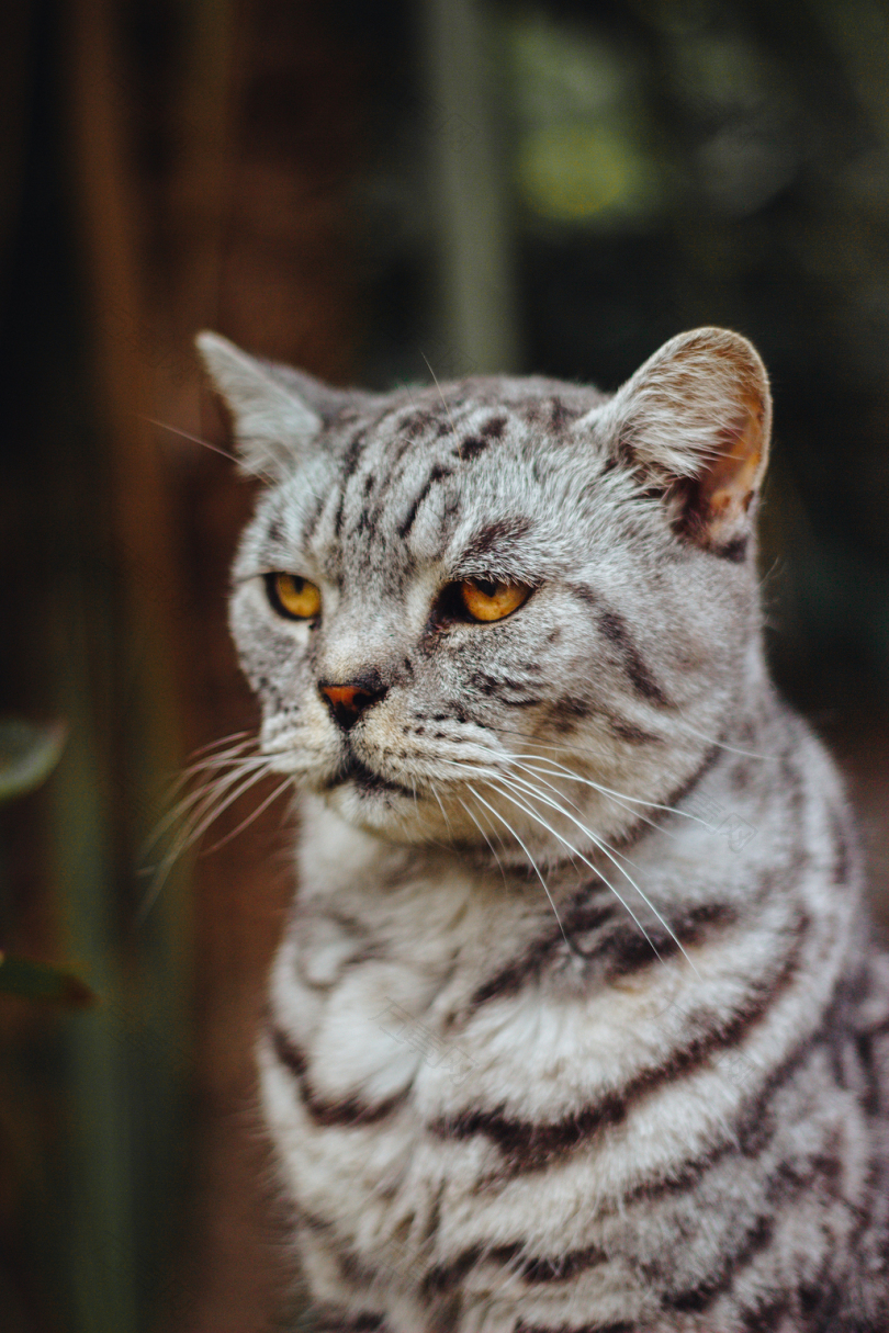 银色斑猫的浅聚焦摄影