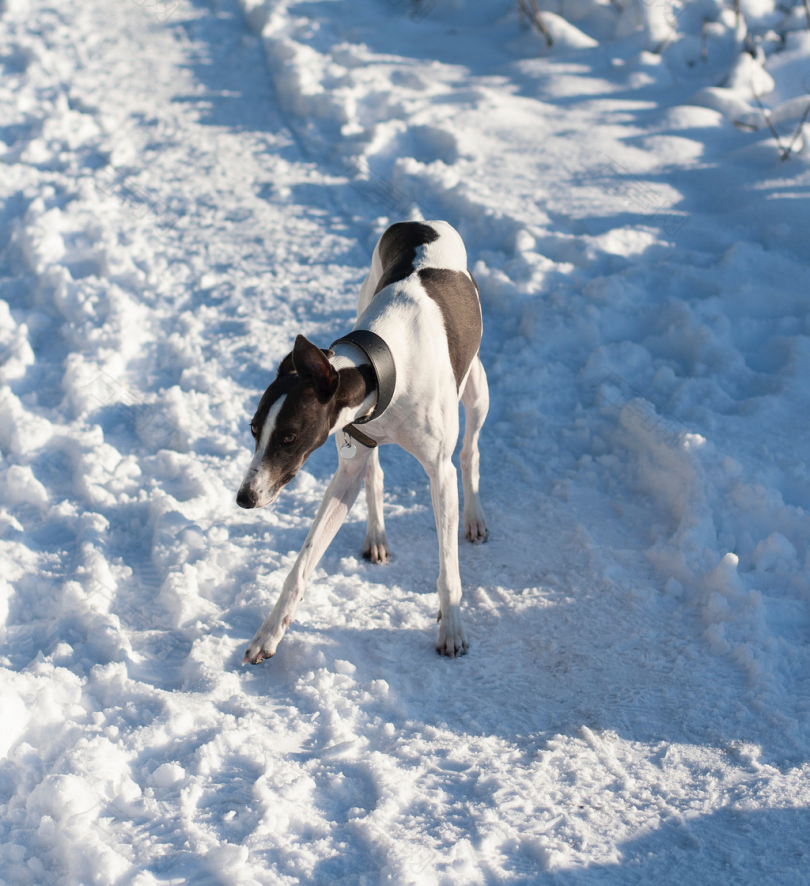 站在雪地上的黑白灰狗