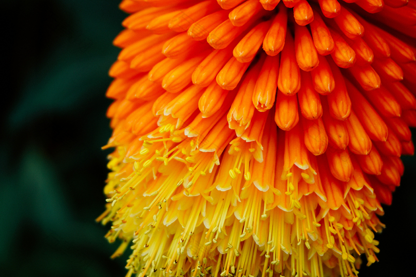 橙黄瓣花的选择性聚焦摄影