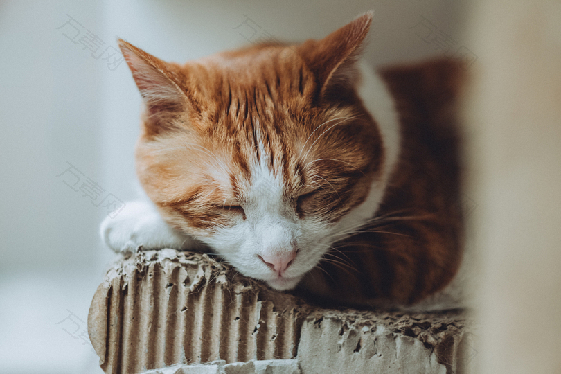睡在木板上的橙色和白色双色猫