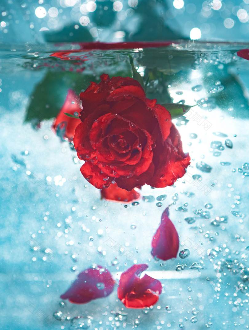 水下红玫瑰