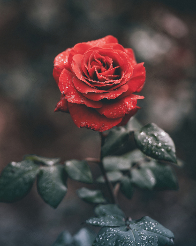水滴红玫瑰