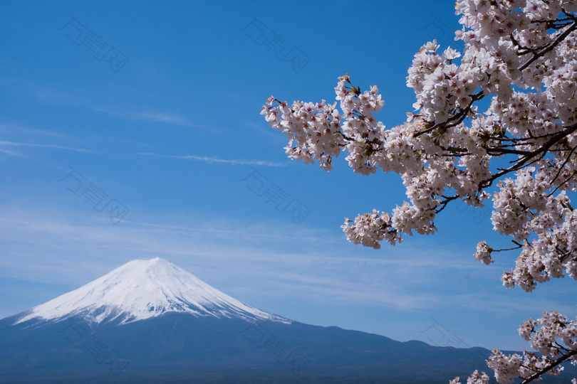日本富士山樱花距离
