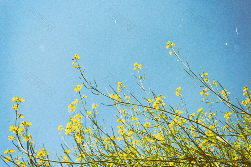 白天蓝天下的黄色花朵