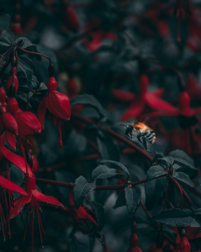 特写镜头黑色和红色蜜蜂飞入红色花瓣