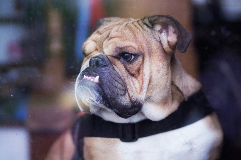 狗脸狗项圈斗牛犬悲伤暴躁犬宠物皱纹动物耳朵皮毛牙齿狡猾涡轮增压男子汉小狗狗狗英国斗牛犬丘吉尔