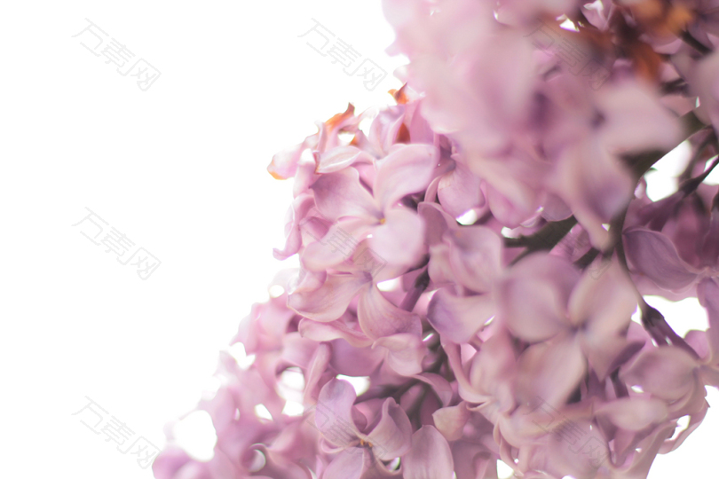 紫花花