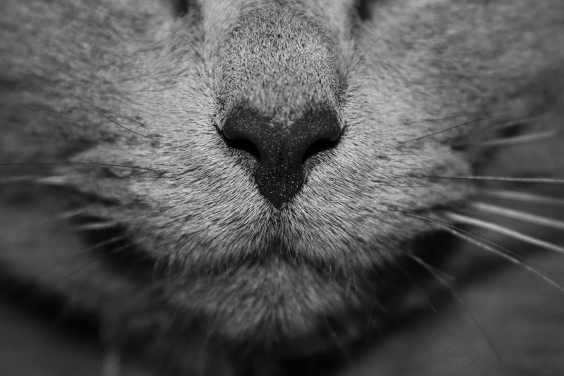 猫鼻子的黑白照片