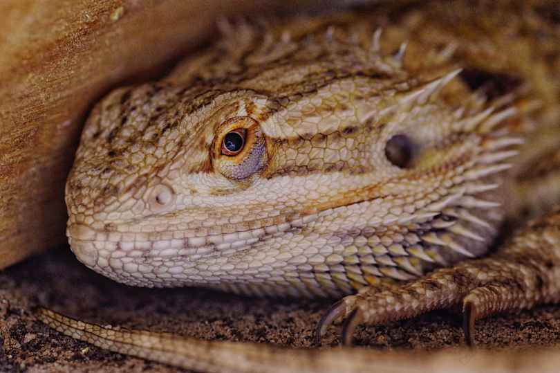 龙蜥蜴宠物眼睛脊椎爬行动物髯龙动物自然鳞片特写细节宏