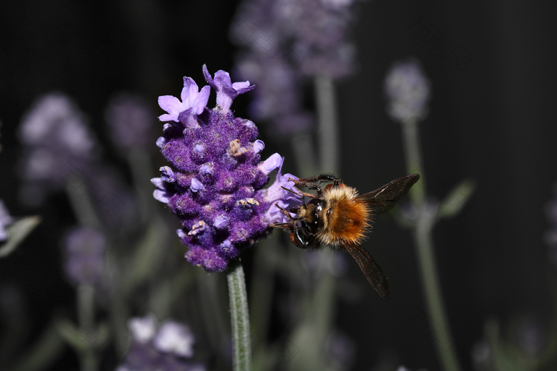 蜜蜂在紫花上授粉