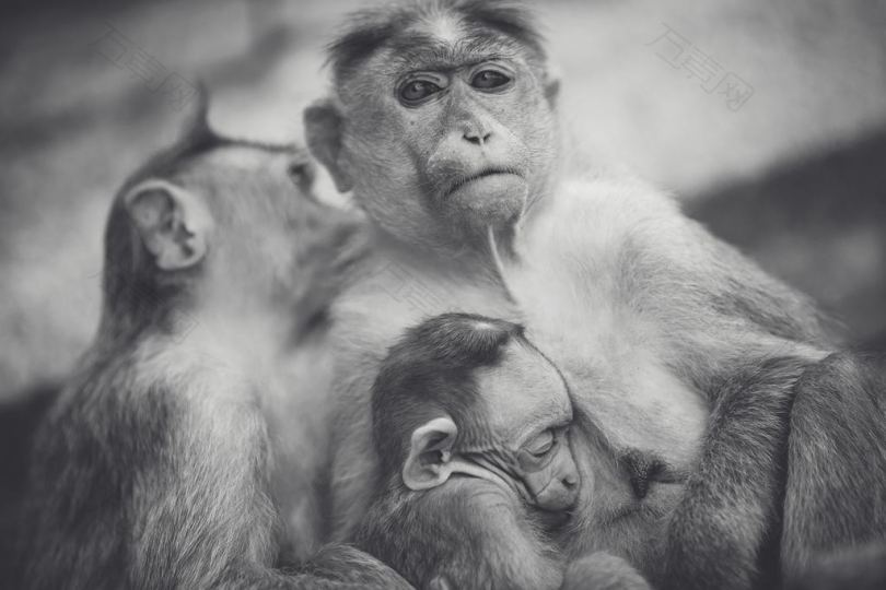 猴子家庭照片灰度
